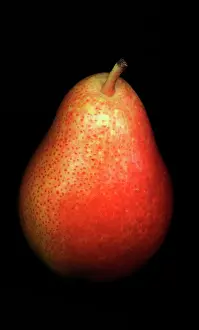 Pyrus: Pear