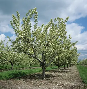 Free: Pear