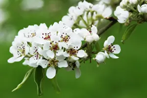 Fragile: Pear