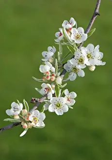 Pyrus: Pear