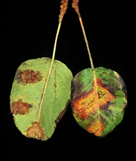 Pyrus: Pear rust