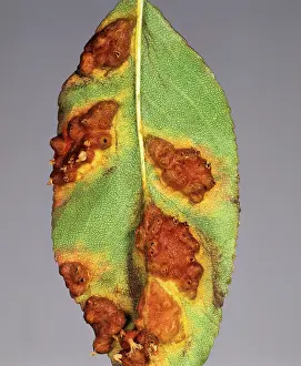 Pyrus: Pear rust (Gymnosporangium fuscum)