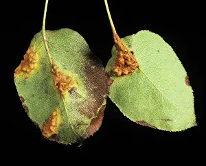 Pyrus: Pear rust (Gymnosporangium fuscum)