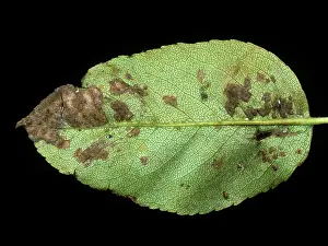 Scab: Pear Scab Lesions