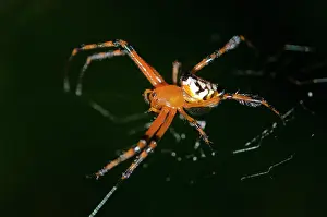 Weaver: Pear-Shaped Leucauge Spider