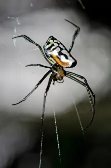 Weaver: Pear-Shaped Leucauge Spider