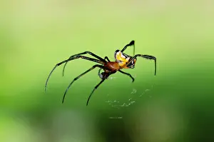 Dash: Pear-Shaped Leucauge Spider eating prey