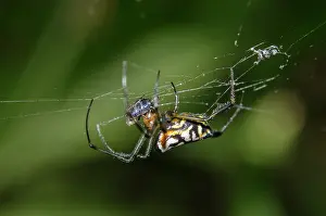 Jawed: Pear-Shaped Leucauge Spider - with fly prey wrapped