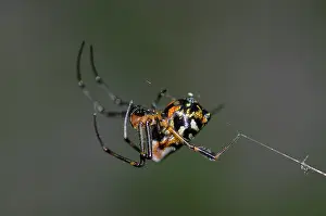 Tetragnathidae: Pear-Shaped Leucauge Spider - Klungkung, Bali, Indonesia