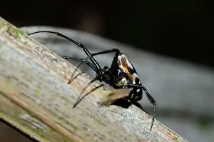 Tetragnathidae: Pear-Shaped Leucauge Spider - Klungkung, Bali, Indonesia