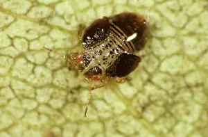 Psyllidae: Pear sucker nymph