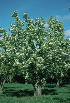 Pears: Pear Tree