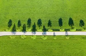 Foothills: Pear tree-Allee, Mountain near Eurasburg, Tolzer-Land