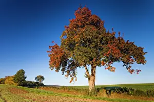 Limitation: Pear Tree, in autumn color, standing between arable