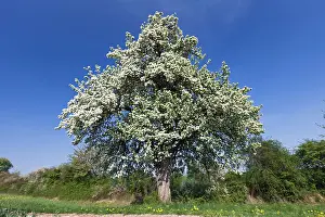 Salicifolia: Pear Tree - blossoming on side of road