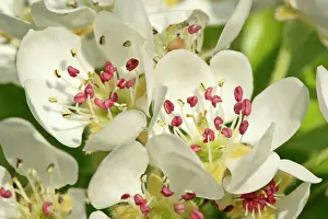 Pears: Pear tree blossoms - in full bloom in spring