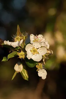 Pyrus: Pear Tree in flower