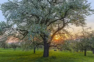 Teck: Pear tree - flowering pear tree in full bloom on