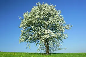 Pears: Pear tree - flowering pear tree on a meadow in spring