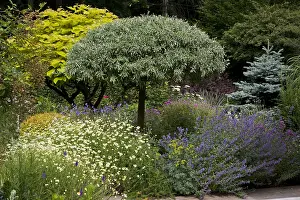 Camomile: Pear tree Pendula and mixed-border in a garden