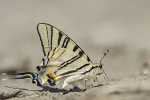 Scarce: Pear-tree Swallowtail (iphiclides podalirius) f