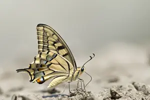 Vercors: Pear-tree Swallowtail (iphiclides podalirius) f