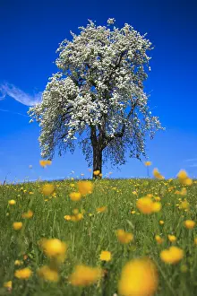 Scattered: Pear tree, Zurich Oberland, Switzerland, Europe