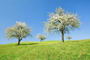 Transportation: Pear trees in blossom in spring in a flowering meadow