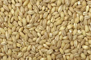 Vulgare: Pearl barley