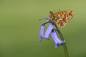 Moors: Pearl-bordered fritillary (Boloria euphrosyne)