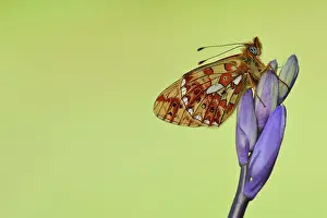Moors: Pearl-bordered fritillary (Boloria euphrosyne)
