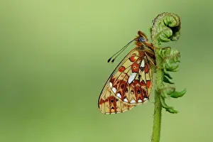 Moors: Pearl-bordered fritillary (Boloria euphrosyne)
