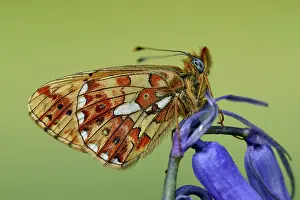Moors: Pearl-bordered fritillary (Boloria euphrosyne)