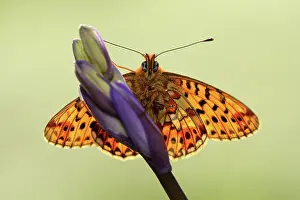 Moors: Pearl-bordered fritillary (Boloria euphrosyne)