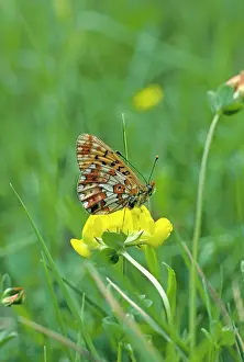Jack Bailey: Pearl-bordered fritillary Butterfly
