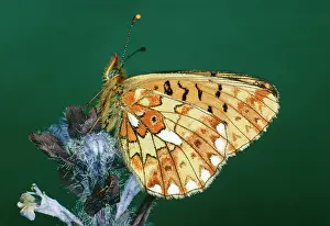 Boloria: Pearl-bordered Fritillary BUTTERFLY