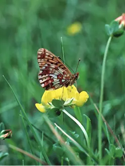 Fritillaries: Pearl-bordered Fritillary Butterfly