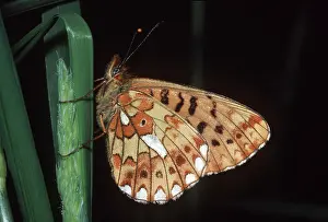 Fritillaries: Pearl-Bordered Fritillary BUTTERFLY