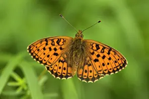 Pearl-bordered Fritillary BUTTERFLY, with wings open