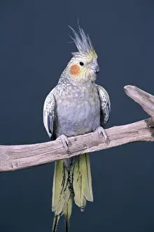 Nymphicus: Pearl cockatiel
