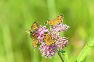 Crescent: Pearl Crescents (Phyciodes tharos) on Swamp Milkweed