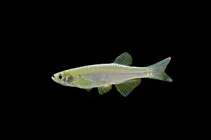 Danio: Pearl Danio - side view