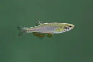 Danio: Pearl Danio - side view
