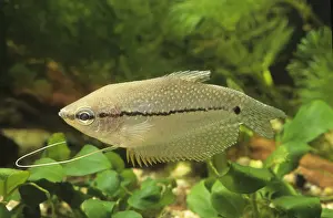 Thin: Pearl Gourami suffering from Rickets