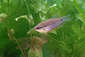 Gourami: Pearl gourami - side view by weed