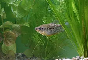Gourami: Pearl gourami - side view by weeds