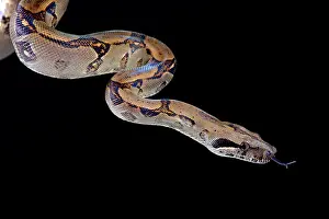 Constrictor: Pearl island boa (Boa constrictor sabogae), Panama