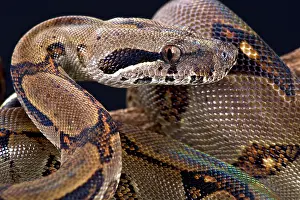 Constrictor: Pearl island boa (Boa constrictor sabogae), Panama