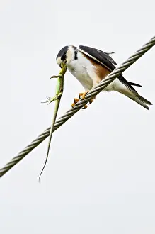 Swainsonii: Pearl Kite - on wire with lizard prey