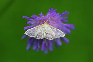 Crambidae: Pearl Moth, feeding on flower, Hessen, Germany